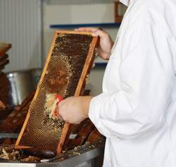 Bee in Forl&igrave;, il miele
