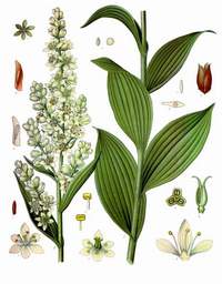 Scheda botanica del veratro
