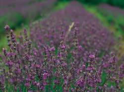 Cultivar di lavanda a Casola Valsenio