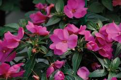 Impatiens Nuova Guinea in fiore