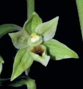 Orchidee spontanee