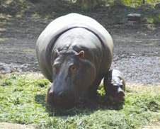 Cucciolo di ippopotamo al Parco Nartura Viva di Bussolengo
