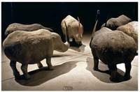 La genetica degli animali