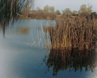 Oasi WWF Marmirolo - IAT Informazione e Accoglienza Turistica Reggio Emilia