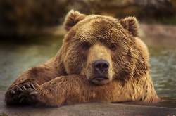 Orso