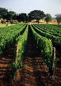Vineyard Vineyard