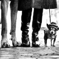 Elliot Erwitt - Cani