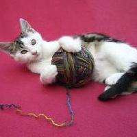 Gatto con gomitolo