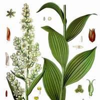 Scheda botanica veratro