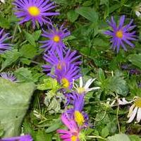 Fiori