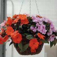 Impatiens Nuova Guinea in fiore