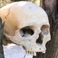 Caccia allo scheletro al Porto di Traiano