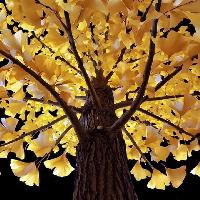 Vanishing Trees