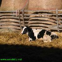 Mucca
