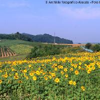 Basso Monferrato: Archivio fotografico Alexala - Foto Massimiliano Navarria