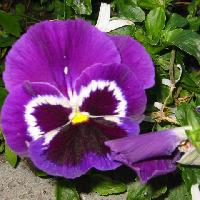 Fiori