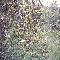 olive