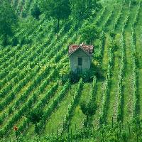 Asti, le vigne - foto Vittorio Ubertone