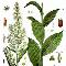 Scheda botanica veratro