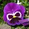 Viola