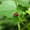 Coccinella