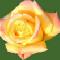 Fiori