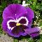 Fiori