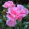 Fiori