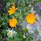 Fiori