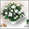 Gardenia AISM