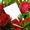Rose rosse