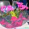 Cyclamen