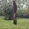 SCULTURE NEL PARCO -  Alex Corno
