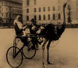 Foto d'archivio, Josephine Baker guida uno struzzo