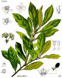 Alloro