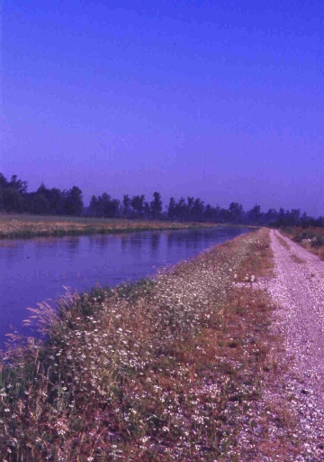 Canale del logiano