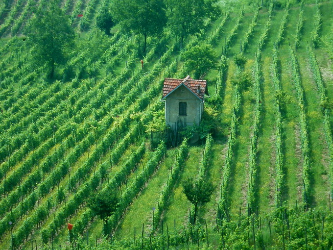 Vigne dell'astigiano