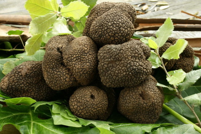 Tartufo sardo