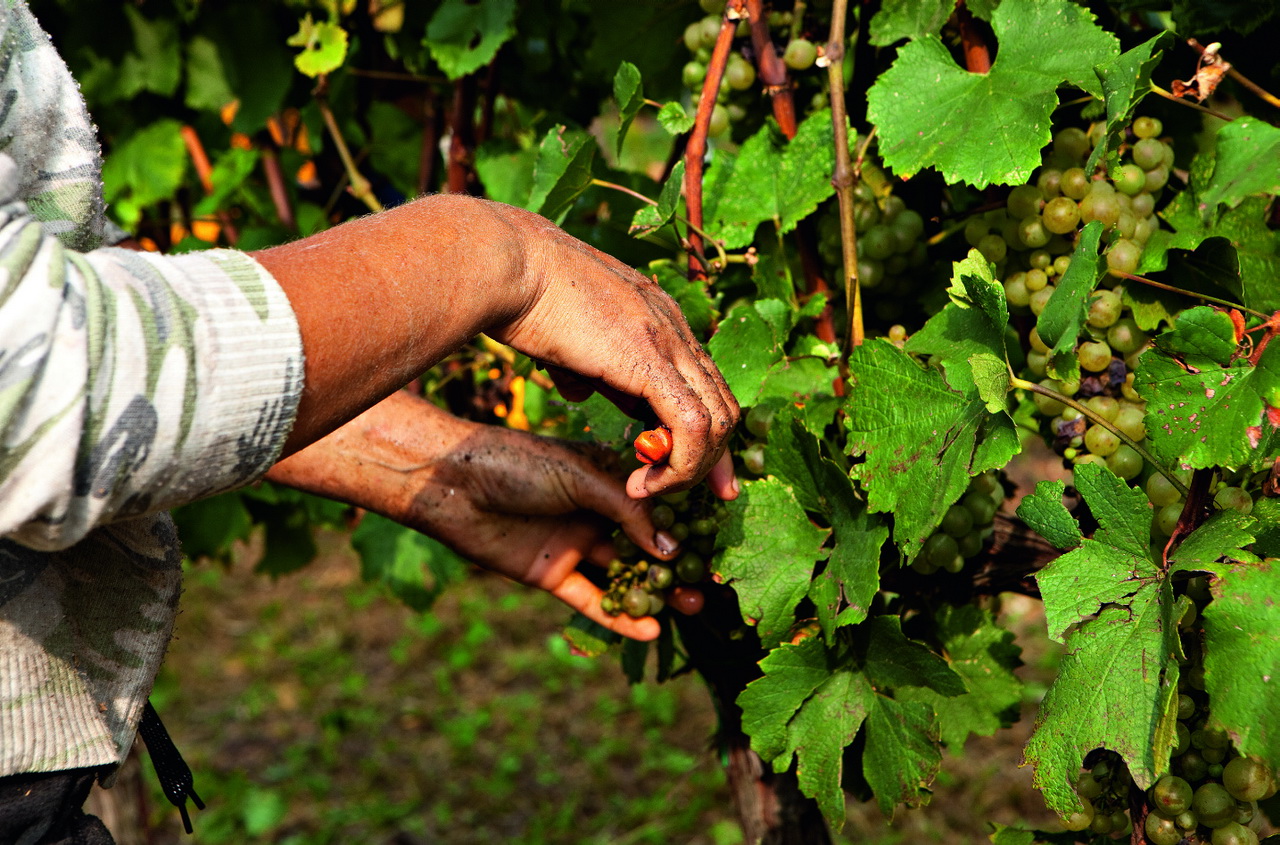 Brescia - Strada del Franciacorta - Vendemmia