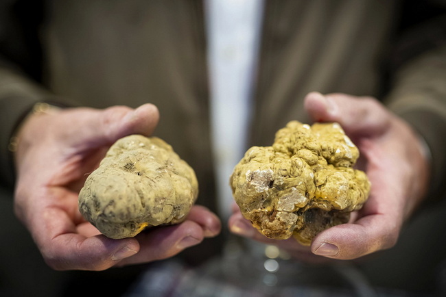 93ª edizione della Fiera Internazionale del Tartufo Bianco d’Alba