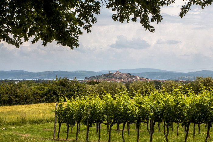 paese panorama Castiglone vigneto lago Trasimeno Umbria Italia