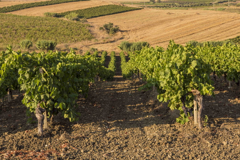 Vendemmia in Sicilia