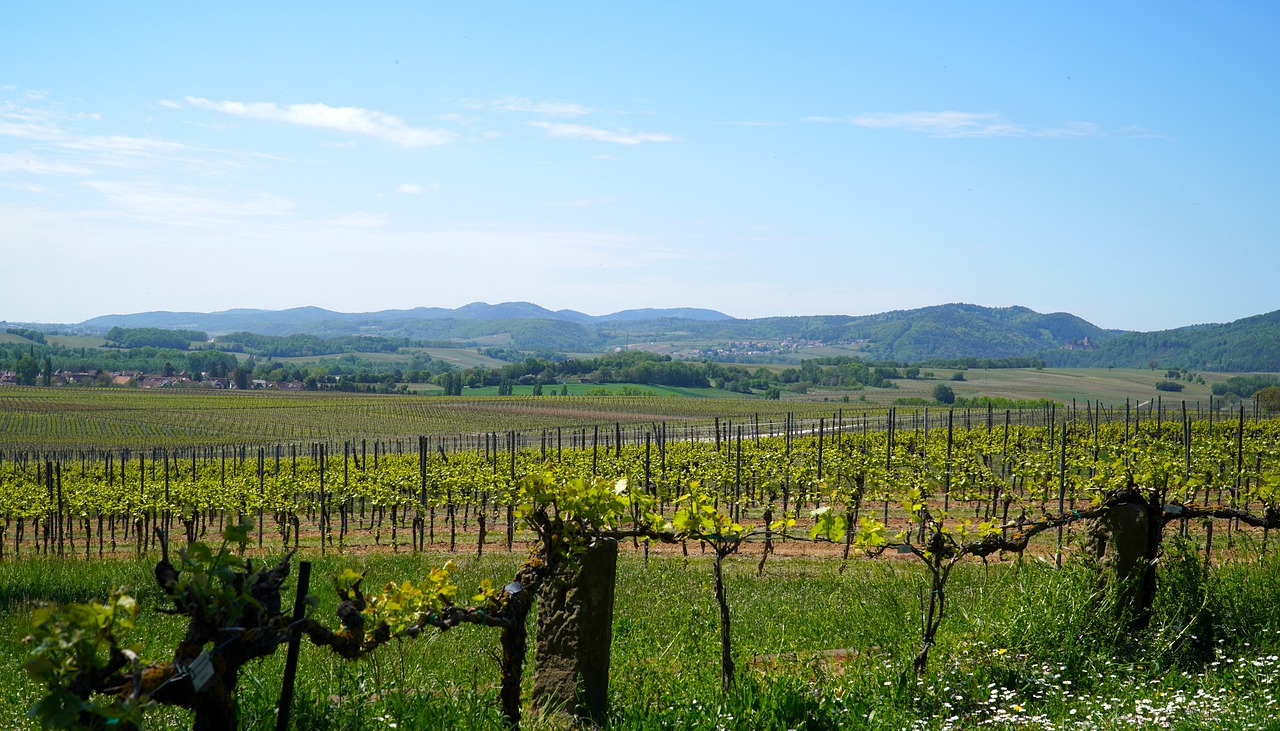 Vigneti Umbri