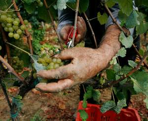 Vendemmia Vermentino