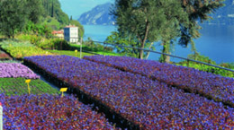 I fiori di Bellagio