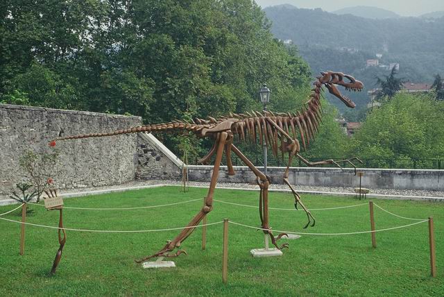 Velociraptor - Museo Civico 
