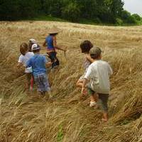 Fattorie didattiche: bimbi in un campo di grano