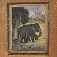 Elefanti Epoca Mughal 1600 ca. Colore e oro su carta, montato su cartone 39,2 x 24,5 cm Parigi, Fondation Custodia Fondation Custodia, collection Frits Lugt, Paris