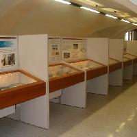 Museo Paleontologico Maini