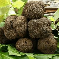 Tartufo Sardo